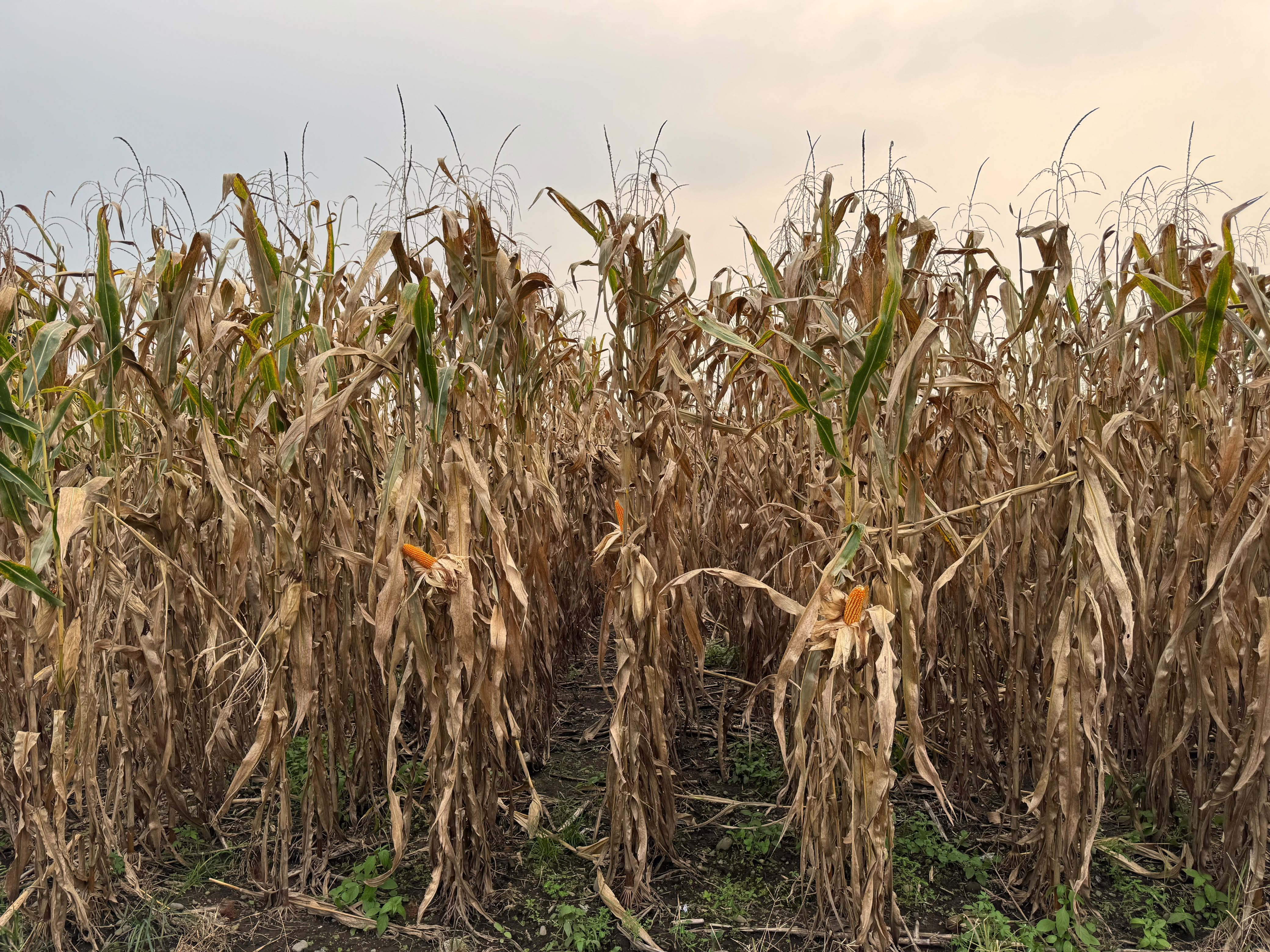 Field-maize plot approaching harvest with visible cobs