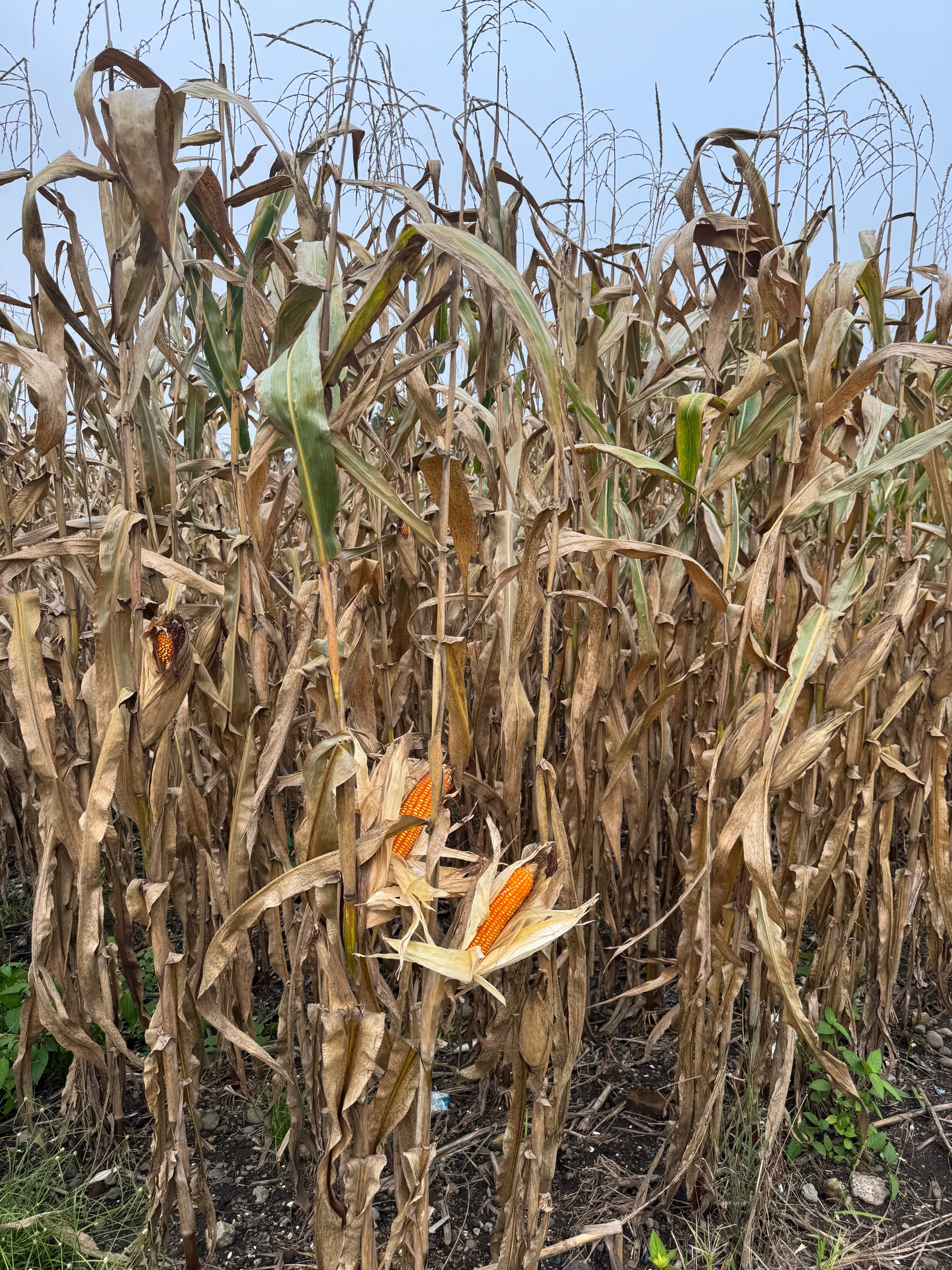 Mature maize cobs on standing plants before harvest